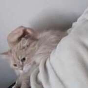 ヒメ日記 2026/02/05 16:19 投稿 さとみ カワサキEROTIC（ソープランド）