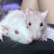 ヒメ日記 2025/09/08 20:29 投稿 ねがう SKY(スカイ)