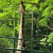 ヒメ日記 2025/06/02 20:20 投稿 小町 優香 30代40代50代と遊ぶなら博多人妻専科24時