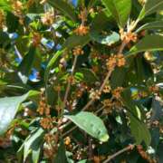 ヒメ日記 2025/10/31 00:40 投稿 小町 優香 30代40代50代と遊ぶなら博多人妻専科24時