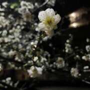 ヒメ日記 2026/02/08 23:59 投稿 小町 優香 30代40代50代と遊ぶなら博多人妻専科24時