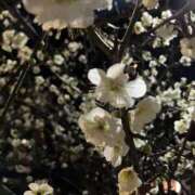 ヒメ日記 2026/02/23 18:51 投稿 小町 優香 30代40代50代と遊ぶなら博多人妻専科24時