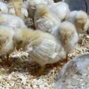 ヒメ日記 2026/02/26 20:51 投稿 小町 優香 30代40代50代と遊ぶなら博多人妻専科24時