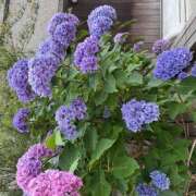 ヒメ日記 2025/06/25 20:07 投稿 みなみ club Kiss