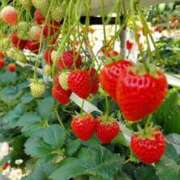 ヒメ日記 2025/03/01 20:08 投稿 うみ One More奥様　厚木店