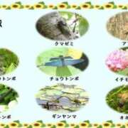 ヒメ日記 2025/08/02 14:41 投稿 なぎさちゃん ちょい！ぽちゃロリ倶楽部Hip's馬橋店