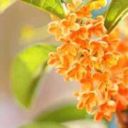 ヒメ日記 2025/10/27 19:11 投稿 なぎさちゃん ちょい！ぽちゃロリ倶楽部Hip's馬橋店