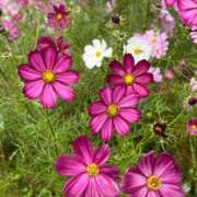 ヒメ日記 2025/11/01 18:30 投稿 きみ クラブ貴公子