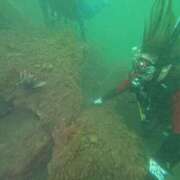 ヒメ日記 2025/07/17 18:17 投稿 芹（せり） 男爵