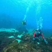 ヒメ日記 2026/02/06 11:33 投稿 芹（せり） 男爵