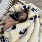 輝雪りかAV単体女優 年内は… 奴隷志願！変態調教飼育クラブ本店