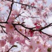 ヒメ日記 2026/04/04 00:00 投稿 多香子(たかこ) 天国にいちばん近い島　ニューカレドニア式高級アロマエステ(カサブランカグループ)