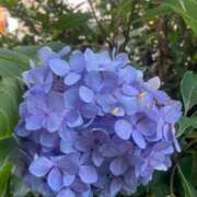 ヒメ日記 2025/07/05 15:08 投稿 小笠原 BBW横浜店