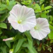 ヒメ日記 2025/08/17 13:26 投稿 小笠原 BBW横浜店