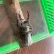 ましろ 夏ですねー 鹿児島ちゃんこ霧島店