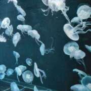 ヒメ日記 2025/03/26 10:42 投稿 横山　しおり リラクゼーションサロン　le Cocon～ルココン～