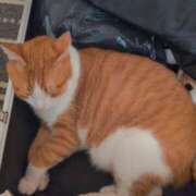 ヒメ日記 2025/08/04 06:18 投稿 横山　しおり リラクゼーションサロン　le Cocon～ルココン～