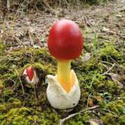 ヒメ日記 2025/11/05 19:49 投稿 横山　しおり リラクゼーションサロン　le Cocon～ルココン～