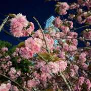 ヒメ日記 2025/04/17 13:18 投稿 椿ひかり AroMarquis（周南店）