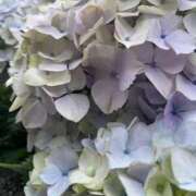 ヒメ日記 2025/06/08 11:33 投稿 椿ひかり AroMarquis（周南店）