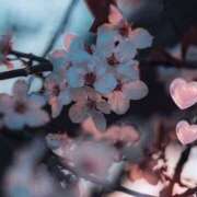 ヒメ日記 2025/04/05 11:30 投稿 あい 超密着癒し性感メンズエステ(米沢)