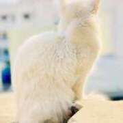 ヒメ日記 2025/08/10 11:39 投稿 あい 超密着癒し性感メンズエステ(米沢)