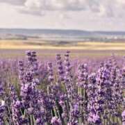 ヒメ日記 2025/11/12 11:33 投稿 あい 超密着癒し性感メンズエステ(米沢)