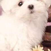 ヒメ日記 2026/02/21 11:57 投稿 あい 超密着癒し性感メンズエステ(米沢)