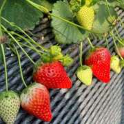 ヒメ日記 2026/03/08 13:01 投稿 あい 超密着癒し性感メンズエステ(米沢)