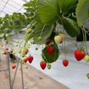 ヒメ日記 2026/02/17 11:00 投稿 すみれ 奥様特急　池袋・大塚店