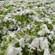 ヒメ日記 2025/11/20 22:40 投稿 かんな 水戸人妻花壇