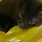 ヒメ日記 2026/02/04 07:11 投稿 かんな 水戸人妻花壇