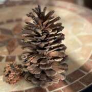 ヒメ日記 2026/02/09 15:16 投稿 かんな 水戸人妻花壇