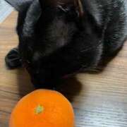 ヒメ日記 2026/02/10 22:37 投稿 かんな 水戸人妻花壇