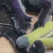 かんな おはにゃん🐾 水戸人妻花壇