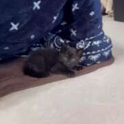 ヒメ日記 2026/04/04 12:13 投稿 かんな 水戸人妻花壇