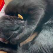 かんな おはにゃん🐾 水戸人妻花壇