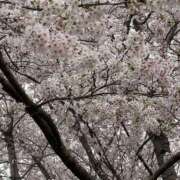 かんな 桜🌸 水戸人妻花壇