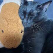 ヒメ日記 2026/04/07 12:04 投稿 かんな 水戸人妻花壇