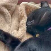 ヒメ日記 2026/04/12 10:16 投稿 かんな 水戸人妻花壇