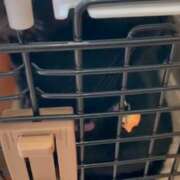 ヒメ日記 2026/04/16 09:04 投稿 かんな 水戸人妻花壇