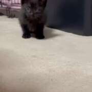 かんな おはにゃん🐾 水戸人妻花壇