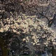 ヒメ日記 2025/04/05 00:36 投稿 野上恭子 五十路マダム富山店(カサブランカグループ)