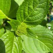 ヒメ日記 2025/05/13 07:27 投稿 かんざき 川崎・東横人妻城