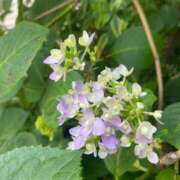 ヒメ日記 2025/05/21 13:42 投稿 かんざき 川崎・東横人妻城