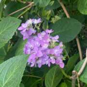 ヒメ日記 2025/05/23 07:18 投稿 かんざき 川崎・東横人妻城