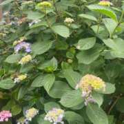 ヒメ日記 2025/05/26 11:18 投稿 かんざき 川崎・東横人妻城