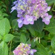 ヒメ日記 2025/05/27 15:27 投稿 かんざき 川崎・東横人妻城