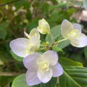 ヒメ日記 2025/05/28 07:48 投稿 かんざき 川崎・東横人妻城