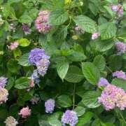 ヒメ日記 2025/05/30 23:18 投稿 かんざき 川崎・東横人妻城